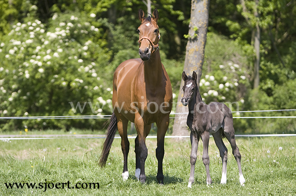 horse breeding and reproduction